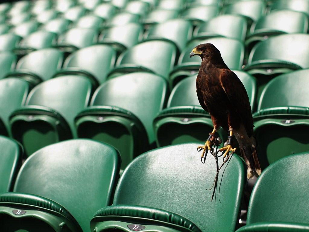 Rufus in Centre Court last year