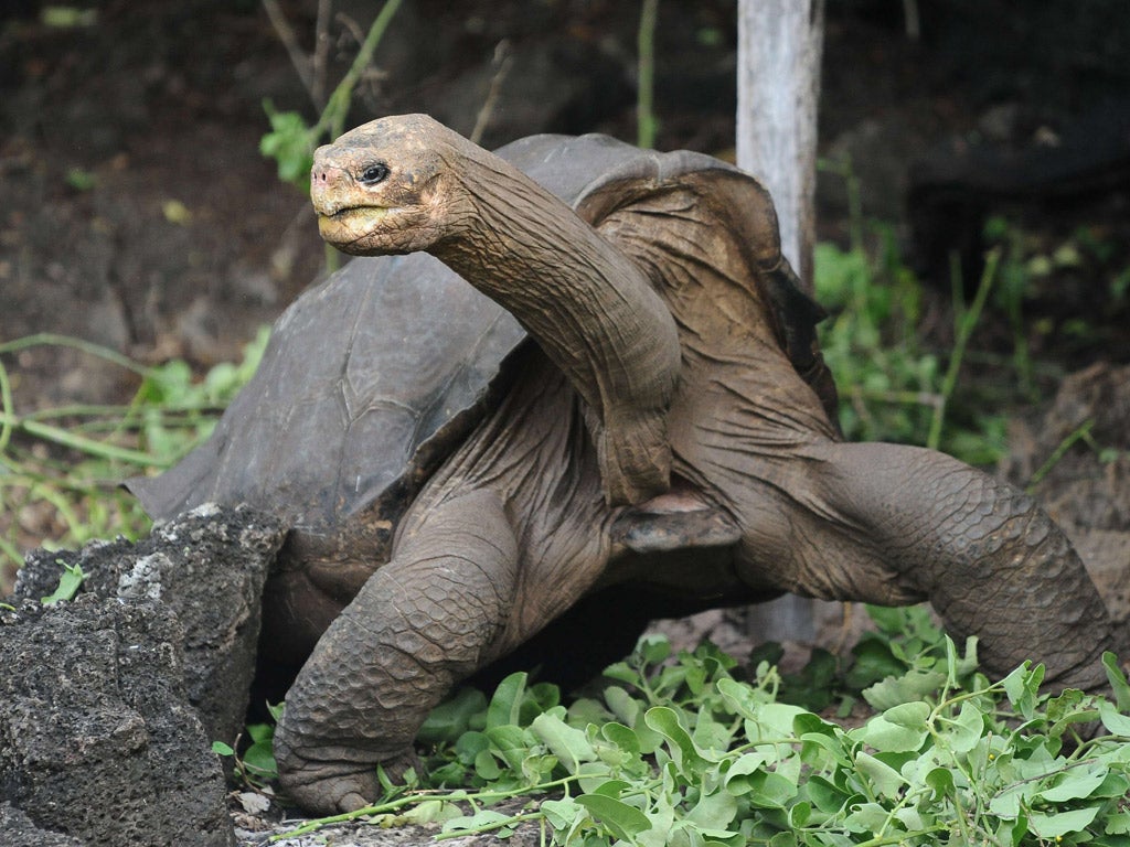 The centenarian reptile from the Galapagos was said to be the last Pinta Island tortoise left, and his passing meant the extinction of his subspecies. But now it seems George wasn’t as lonely as scientists imagined.