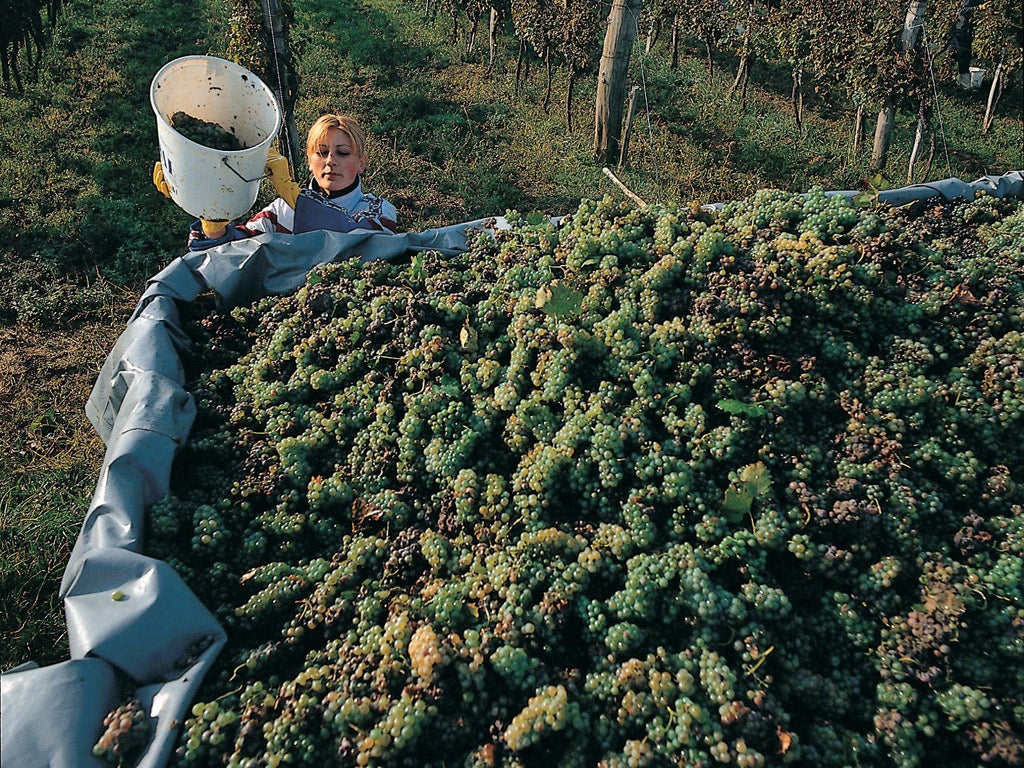 New routes: A vineyard in Kutjevo, eastern Slavonia