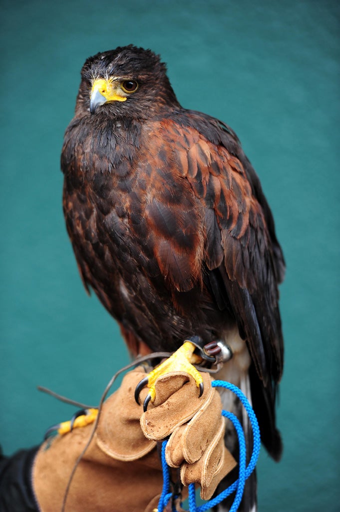 Rufus the Hawk on day seven of the 2012 Wimbledon Championships at the All England Lawn Tennis Club, Wimbledon.