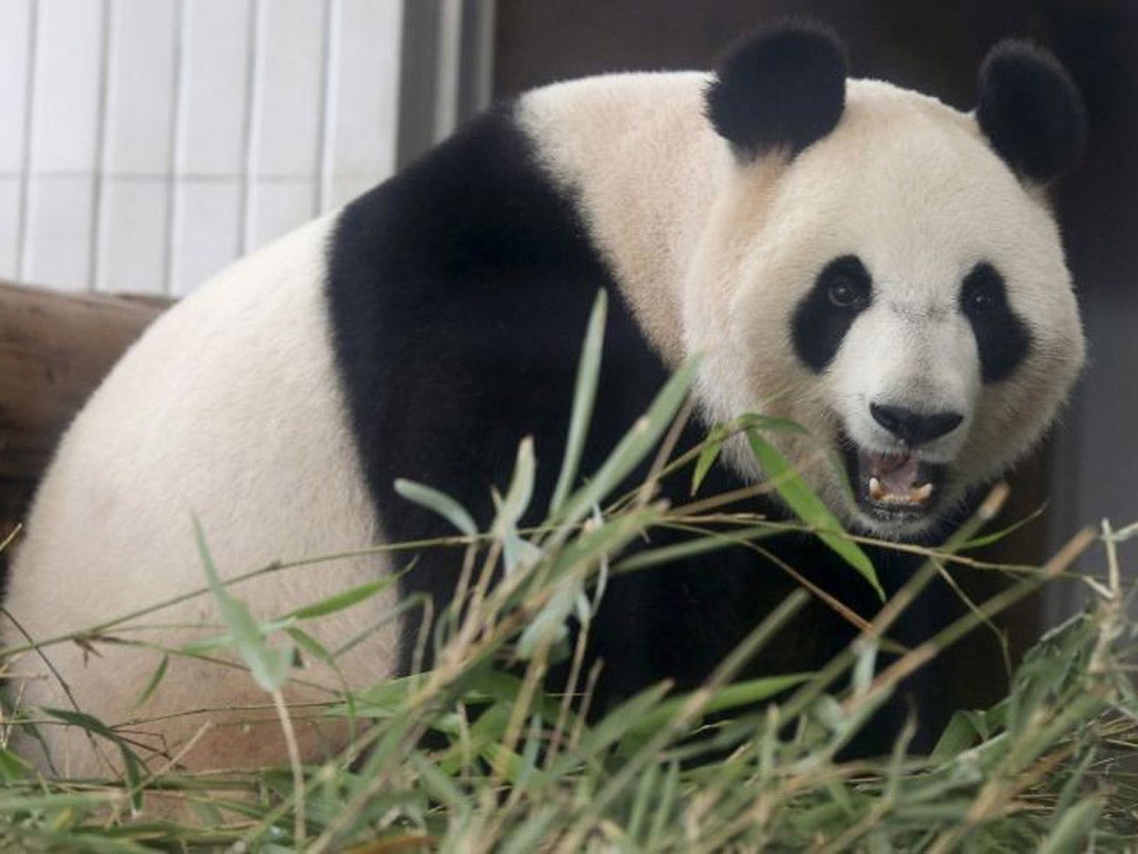 The panda was born to Shin Shin, a seven-year-old taken to Japan from China just before Japan's devastating earthquake and tsunami last year