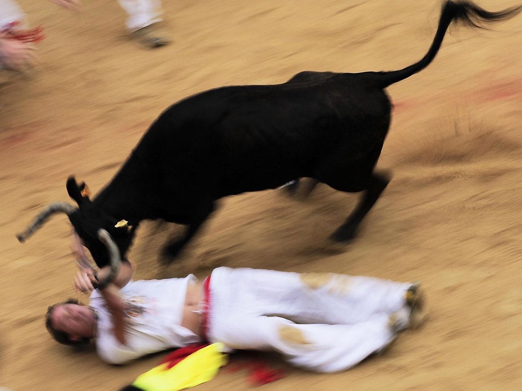 A reveller is thrown to the ground by one cow in the bull ring, at the end of third running of the bulls in Pamplona on 9 July 2012