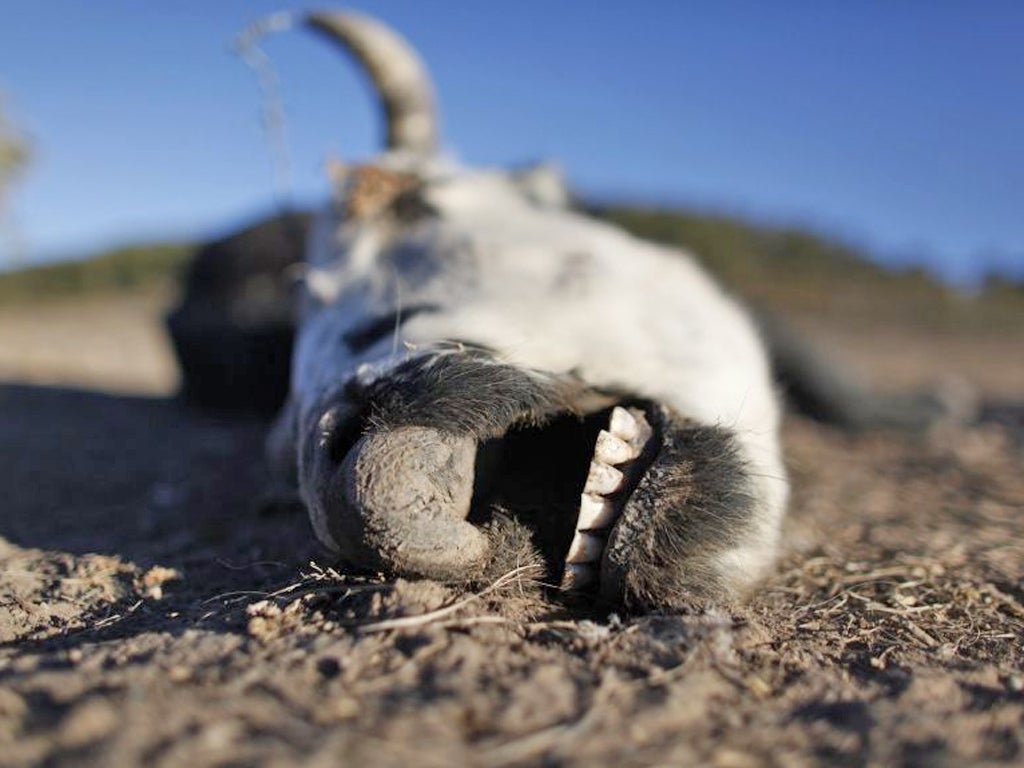 The carcass of a cow in the state of Nuevo Leon