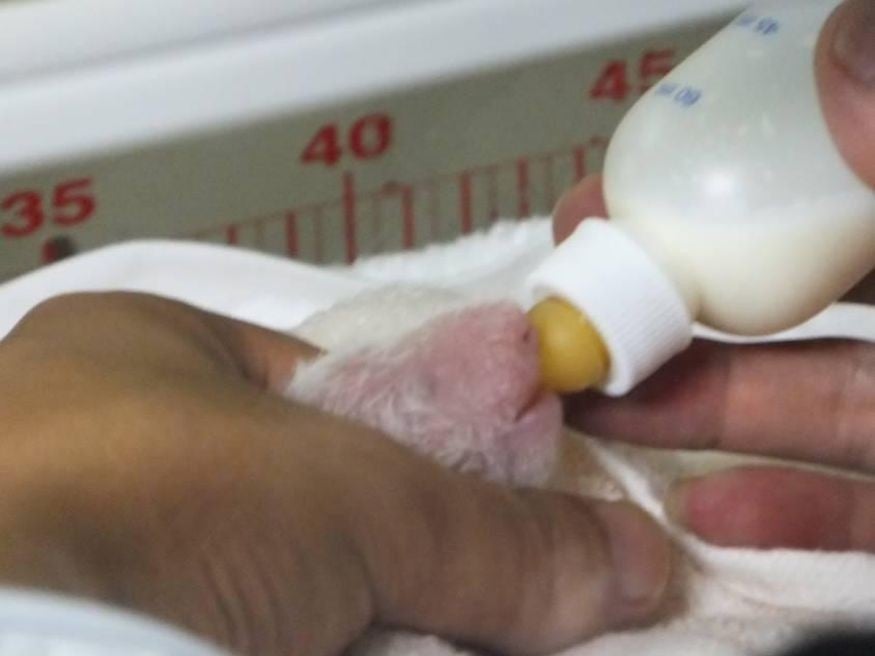 The baby giant panda being bottle-fed on Monday