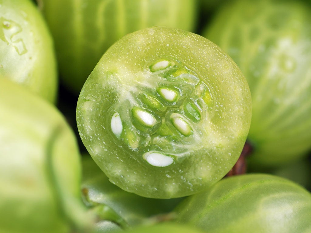 Sweet and sour: plump, ripe gooseberries