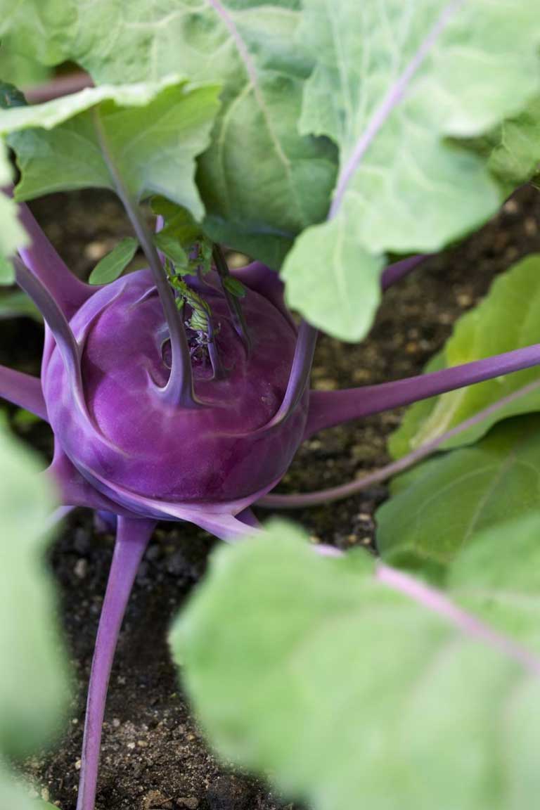 Kohlrabi