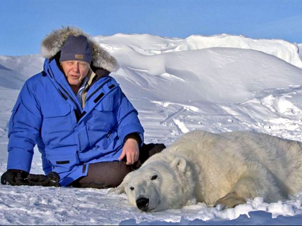 Sir David in the BBC ‘s critically acclaimed Frozen Planet series