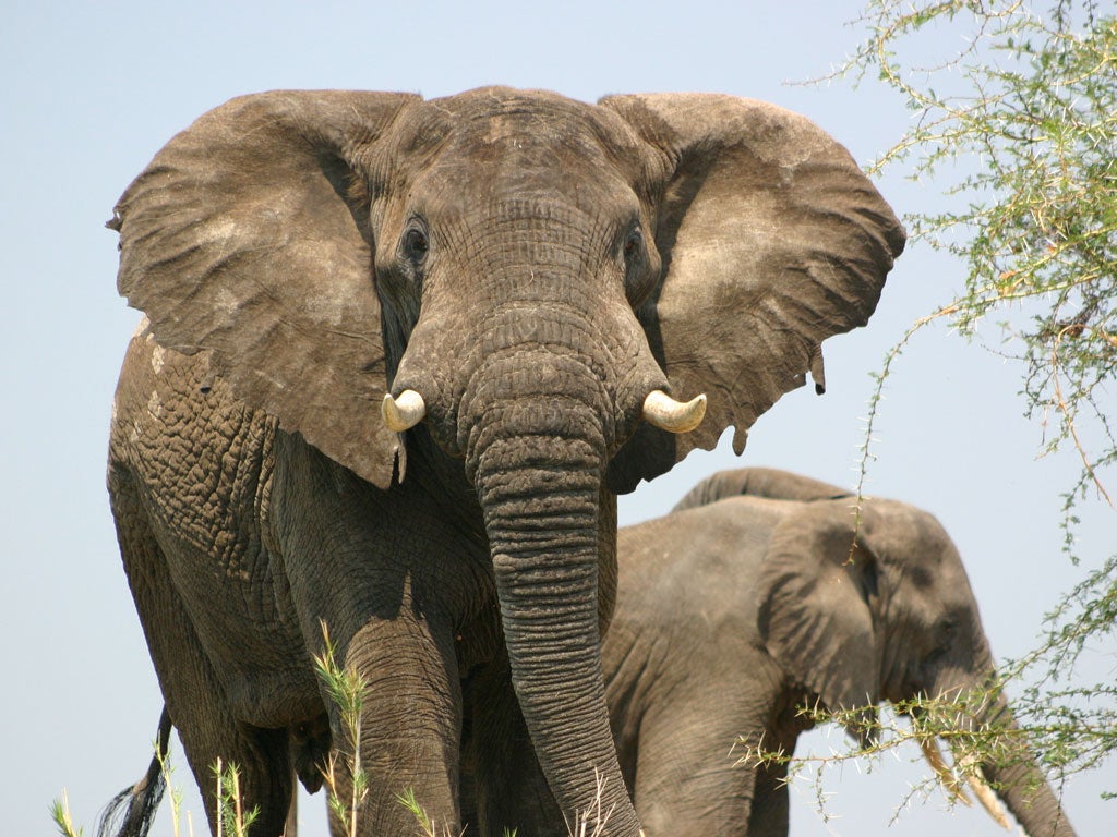 An elephant at Liwonde National Park