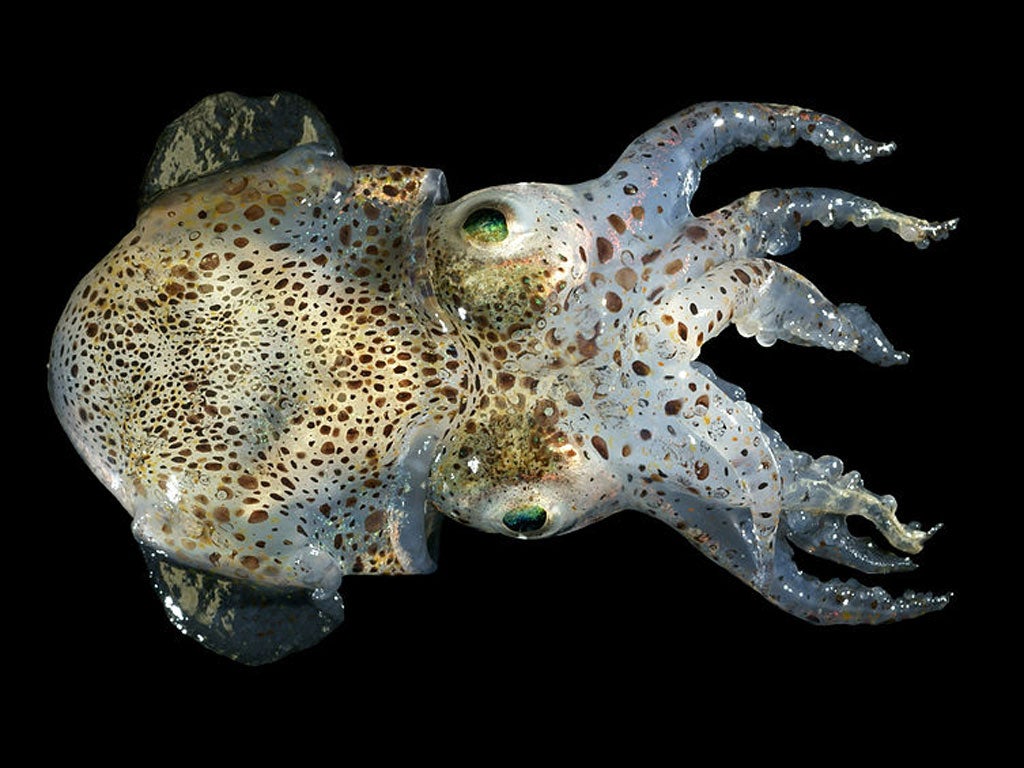 The cephalopods spend much of their short lives engaging in three-hour mating sessions with multiple partners, Australian researchers have discovered