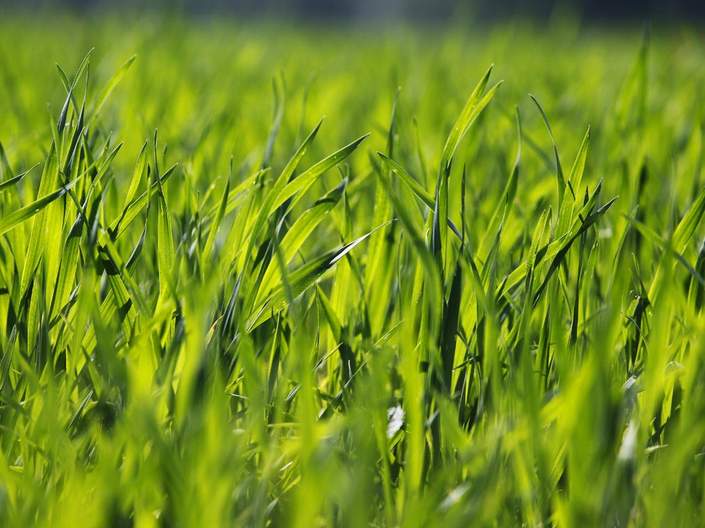 64 per cent of people agreed that the Government should encourage GM crop experiments so farmers can reduce the amount of pesticides they use