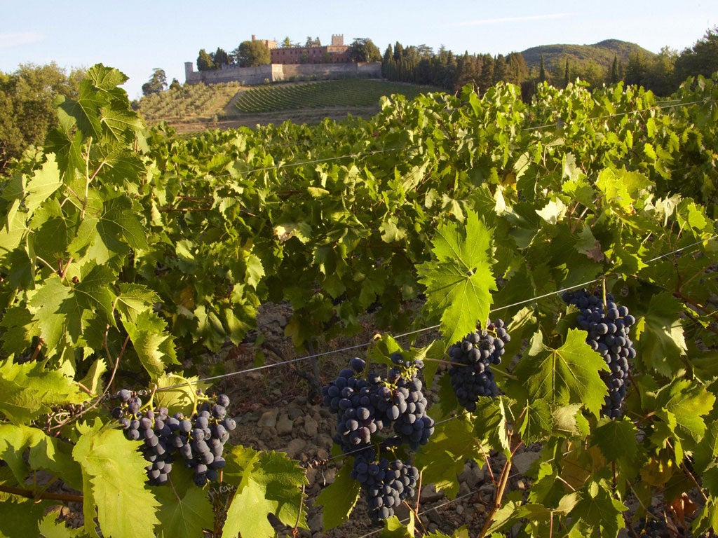 Red grapes on the vine