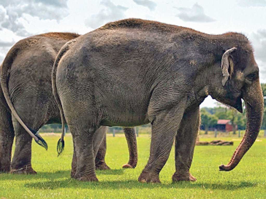 <p>1. Whipsnade Zoo, Bedfordshire</p>
<p>Adult £20.50, child £15.50, org/zsl-whipsnade-zoo </p>
<p>This is the UK's biggest zoo, with lions, elephants, et al. There's also a special family festival aimed at under-10s.</p>