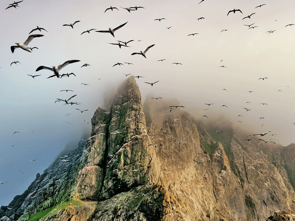 Astonishing fecundity: here on St Kilda is the profusion of life that our ancestors knew