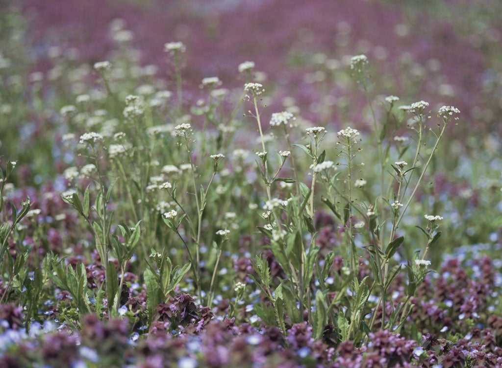 Each plant of the weed Shepherd's purse can produce 5,000 seeds