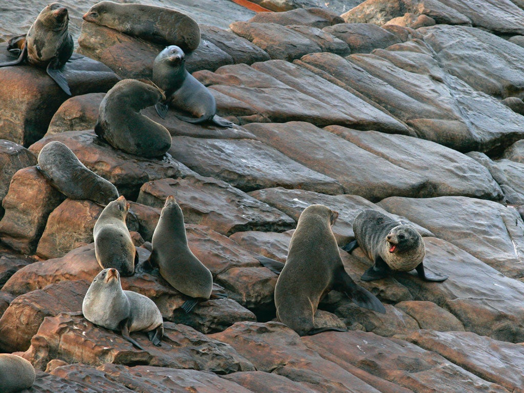 Fittest or biggest? New Zealand fur seals, above, have been picking off Kangaroo Island's fairy penguins