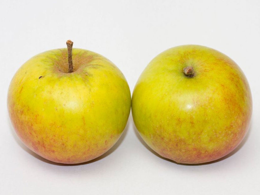 The Orange Pippin apples were badly affected during Britain's sodden summer