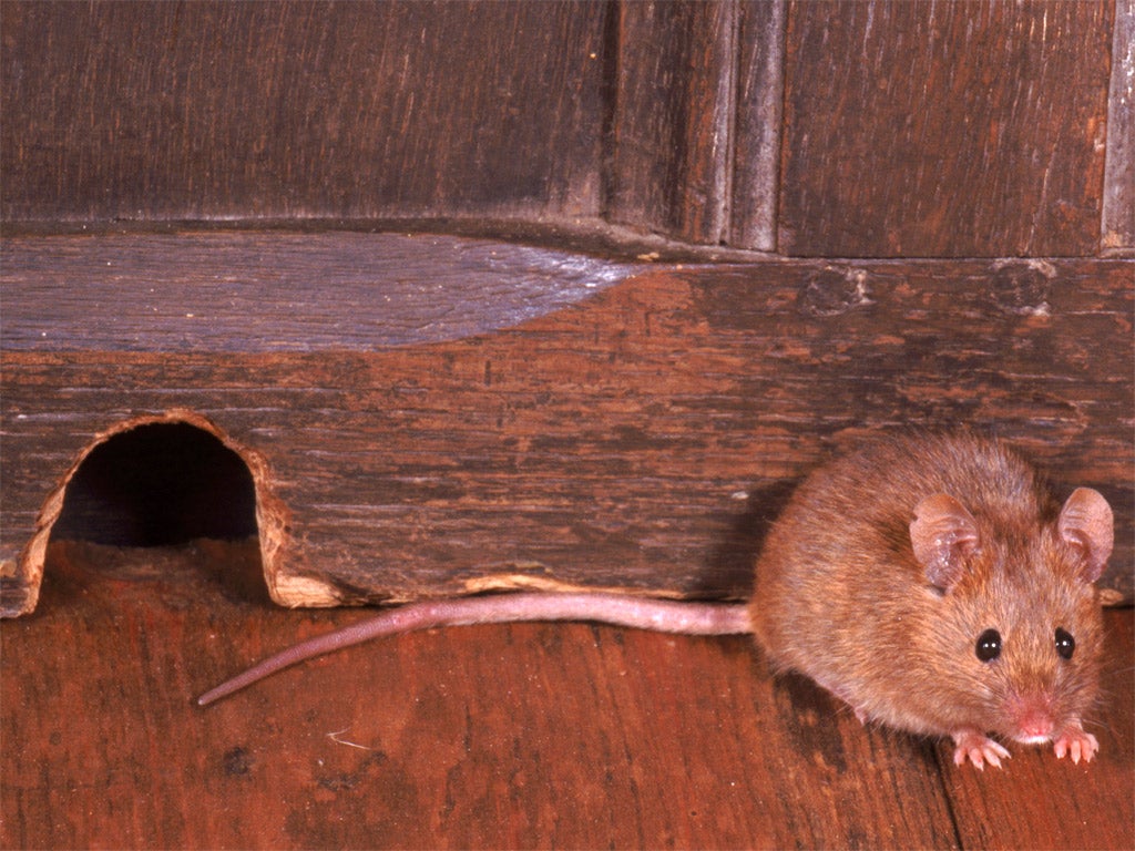 From London to Edinburgh, Mice are causing chaos