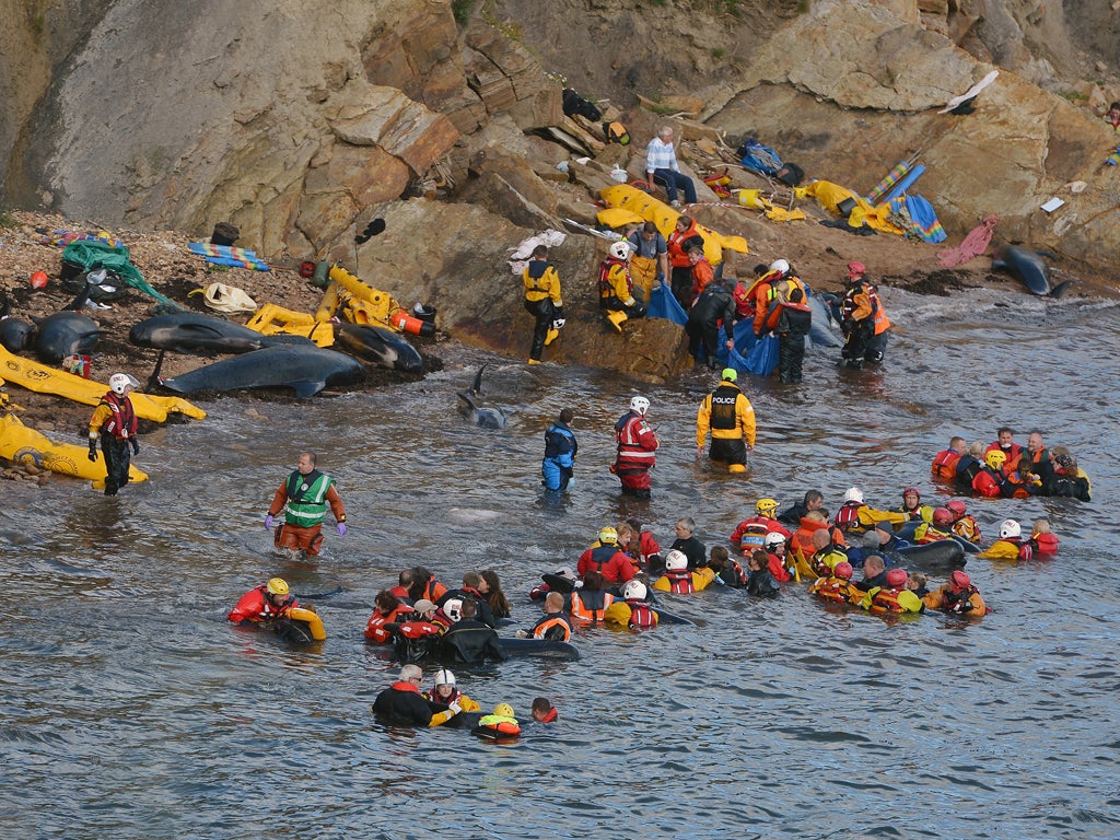 Emergency services attempt to rescue the whales yesterday morning