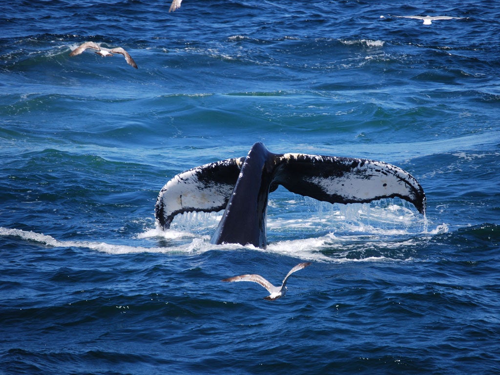 Symbol of life: Witnessing a whale surface is a physical rebuke to humans for the damage they are inflicting on the oceans. Picture: Philip Hoare