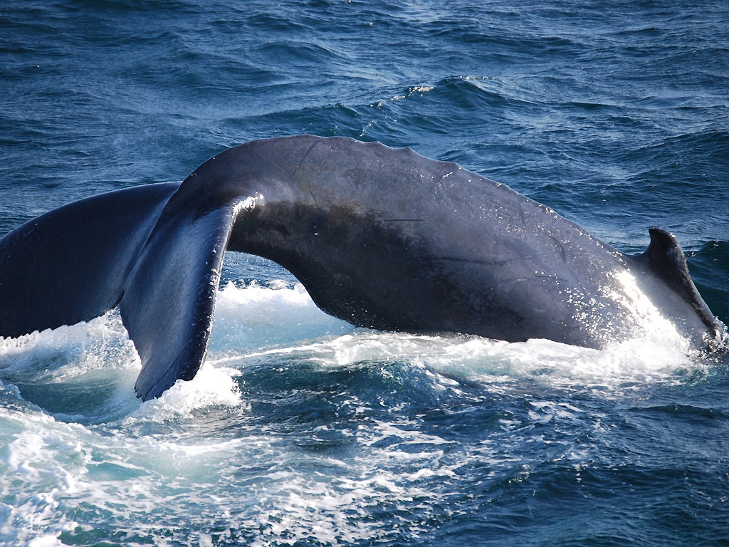 A humpack whale at Cape Cod. Picture Philip Hoare