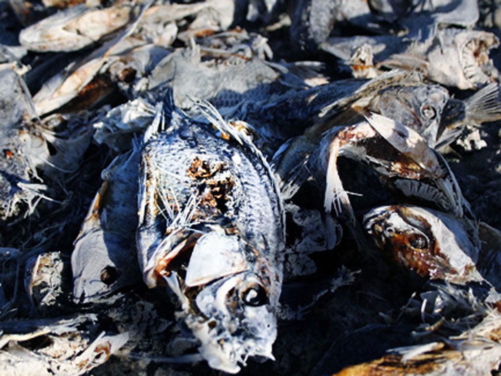 The Salton Sea has long been plagued by mass fish deaths but this is the first time the stench has covered such a wide area.