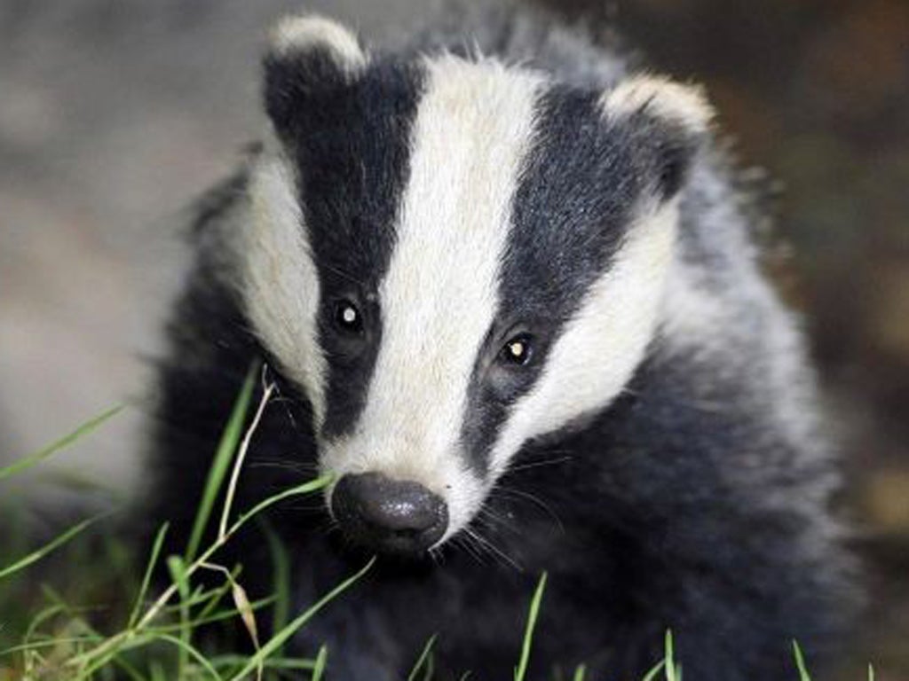 The first licence for a pilot cull of badgers in a bid to tackle TB in cattle will be issued today