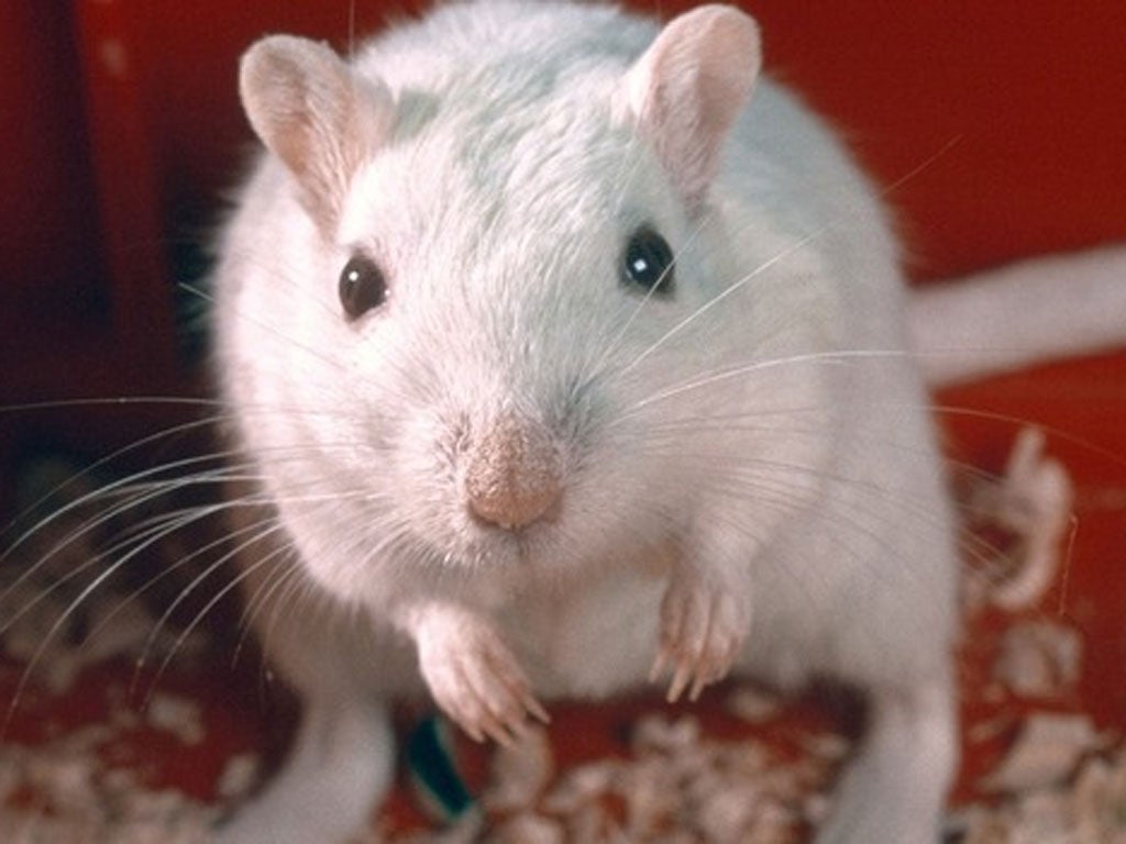 Researchers from the University of Sheffield were able to turn human embryonic stem cells into ear cells, which were then transplanted into the inner ear of gerbils that had been made deaf.