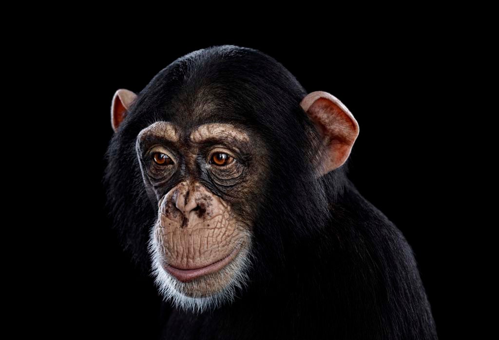 Chimpanzee portrait - part of the Affinity collection by Brad Wilson