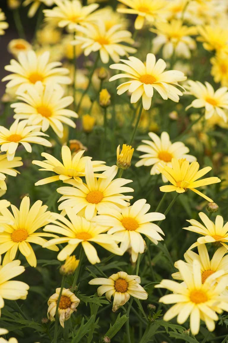 For the best results, take cuttings of plants such as the argyranthemum 'Jamaica Primrose' now