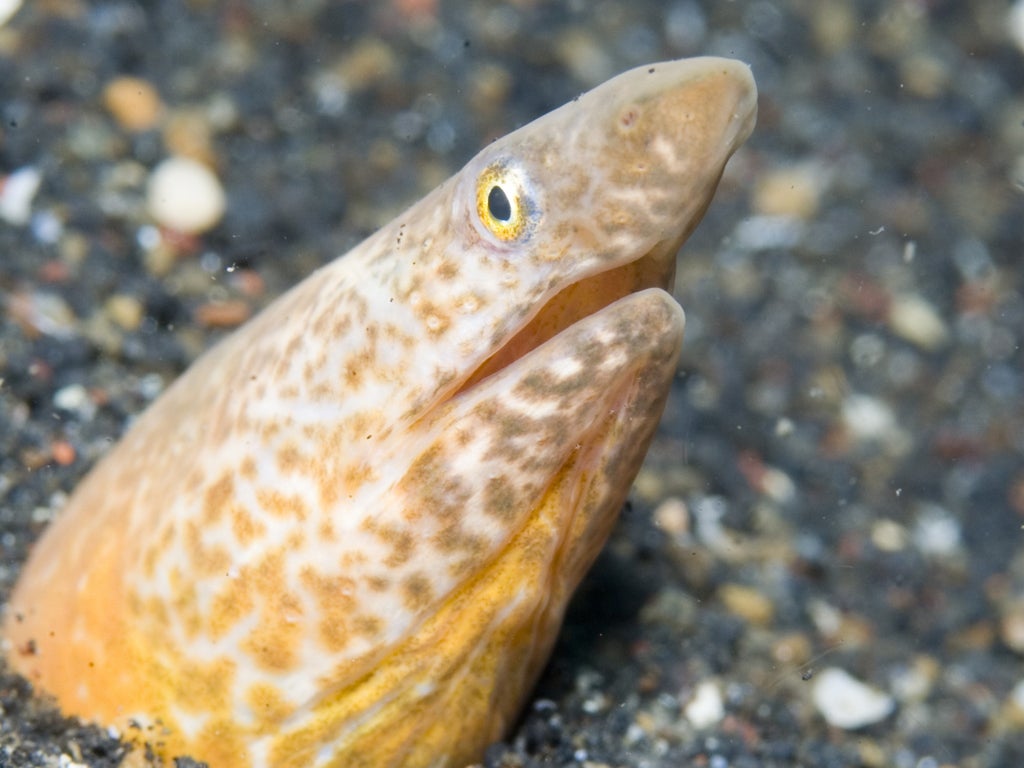 It is thought the eel was later successfully removed from the patient's body.