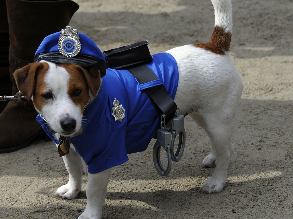 A 'Police' dog attends the 21st Annual Tompkins Square Halloween Dog Parade in New York on October 22, 2011