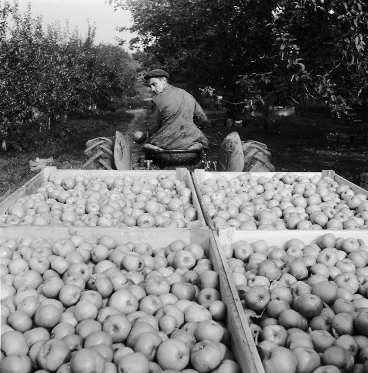 A tractor loaded with Bramleys in 1959