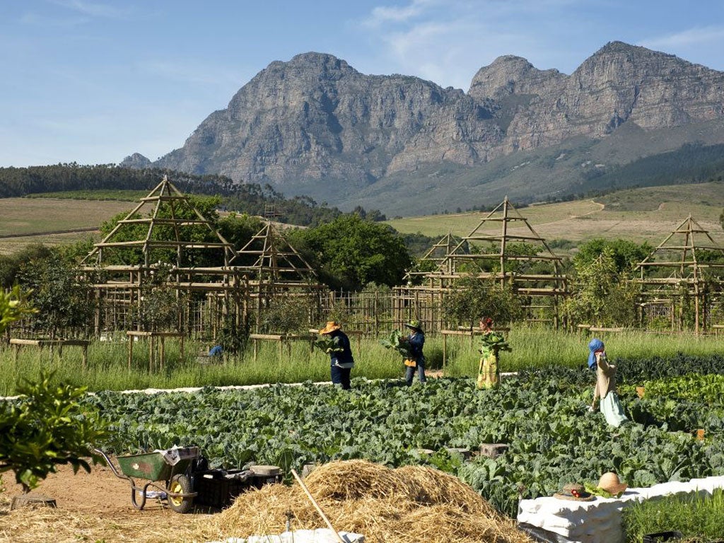 Gardening leave: the hotel’s vegetable patch