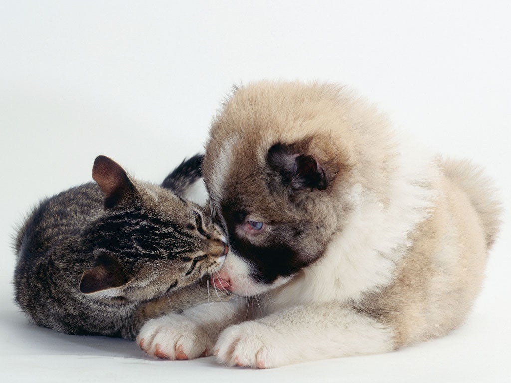 A cuteness-triggered positive emotion prompted by images of baby animals. The effect is associated with taking motivation from anything that gives you happiness, pleasure, or joy.