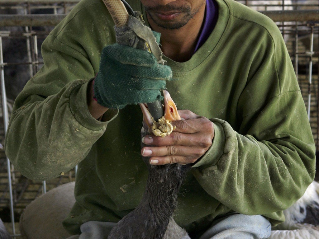 A farm hand uses a tube and a pneumatic pump to force-feed a goose with enriched corn meal to enlarge its liver at an Israeli farmer's house. The Israeli Supreme Court ruled that force-feeding geese to produce foie gras (liver pate) is cruel and has banned its practice. Israel is the world's 3rd largest foie gras producer.