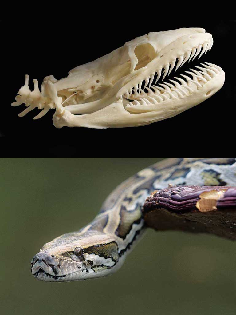 Shedding its skin: The skull of a Burmese python
