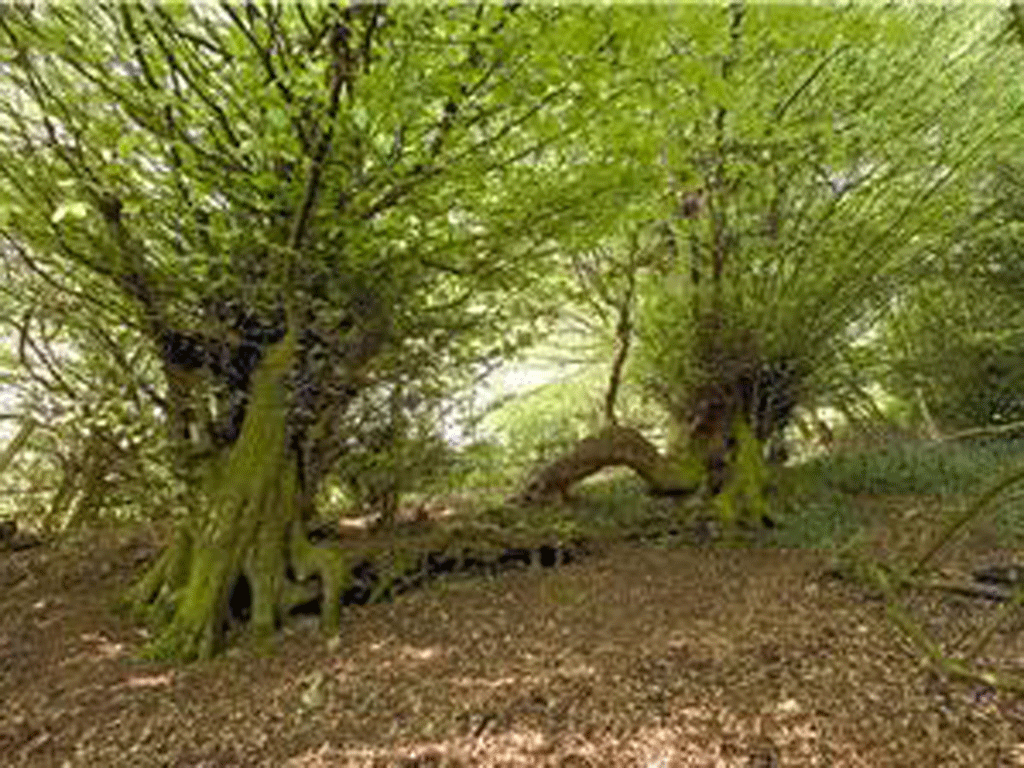 <p>1. Blackbush &amp; Twenty Acre Shaw, Bromley</p>
<p>woodlandtrust.org.uk</p>
<p>Go for a leafy ramble in this ancient woodland, close to London, and see berries ripening and leaves browning.</p>
