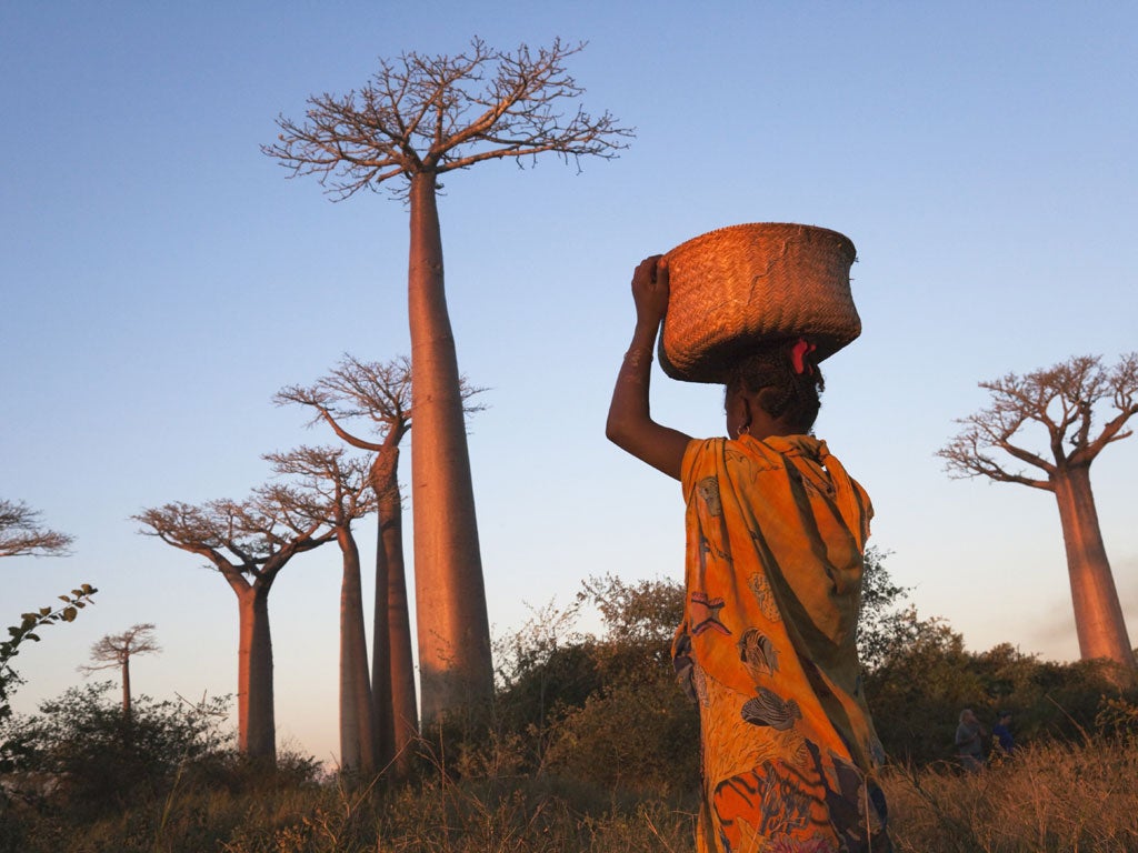 A Madagascan woman walks through baobab trees