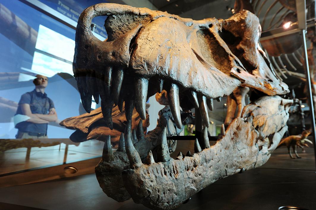 A visitor looks at a the skull of a Tyrannosaurus rex at the Dinosaur Hall permanent exhibition at the Natural History Museum of Los Angeles