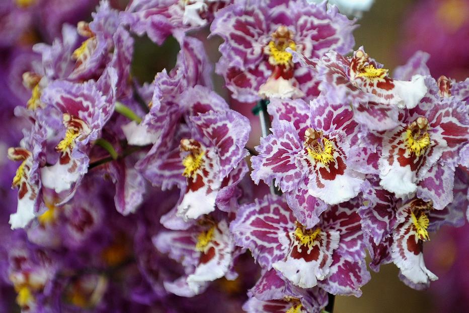 View of a 'Miltonia' orchid