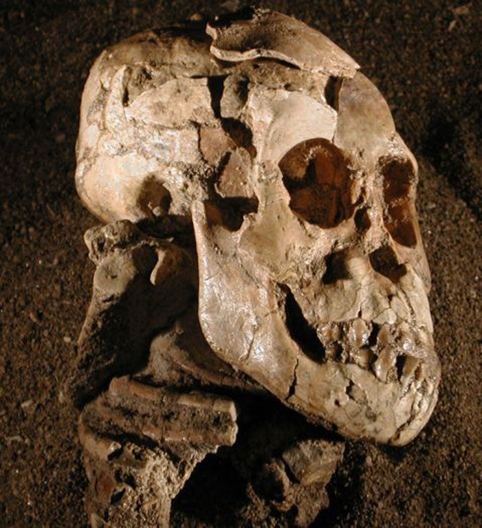 Selam is a remarkably well-preserved specimen of the species Australopithecus afarensis, an important forerunner of the human lineage. Her almost-complete skull and skeleton, embedded in sandstone rock, was discovered in 2000 in the Dikika region of northeast Ethiopia and it has taken years of painstaking work for scientists to extract the fossilised bones from the stone.