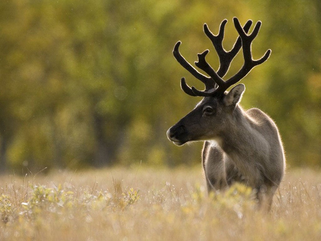 Swedish Lapland Reindeer: 'neither like chicken, nor as gamey as I had imagined – there were hints, but only that'