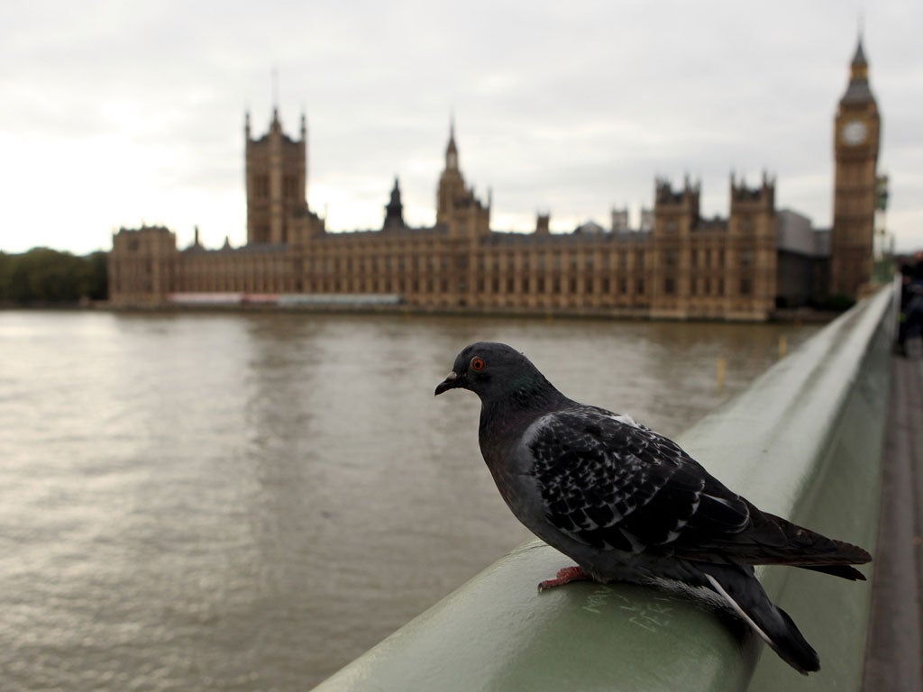 Details of the scheme have emerged in the post-war diaries of Guy Liddell, then-deputy director general of MI5. It seems the idea was discussed with Captain James Caiger, who ran the Army's pigeon loft after the war.