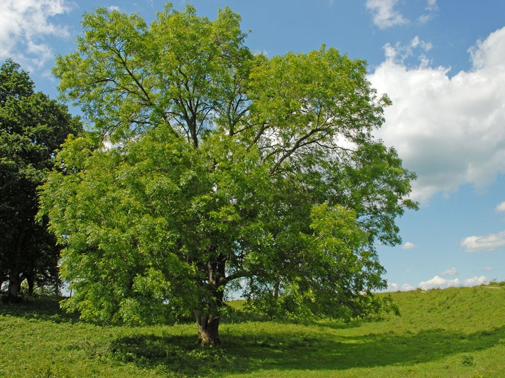 The Forestry Commission warned ministers that funding cuts would leave them unable to deal with the costs of disease, months before ash dieback was found