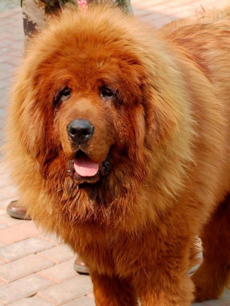 Red Tibetan Mastiff: Hong Dong was sold for £945,000