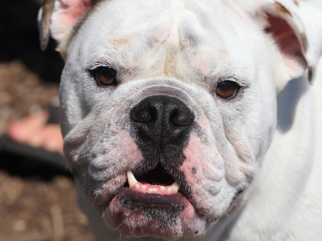 Owners of dogs that attack postal workers delivering mail could face much heavier punishments after a report called for tougher legislation