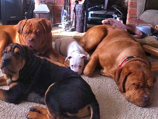Gloria Knowles died after trying to feed the dogs, pictured, in the garden