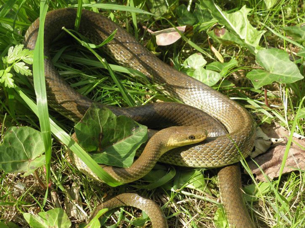 An Aesculapian snake in Regent’s Canal in London