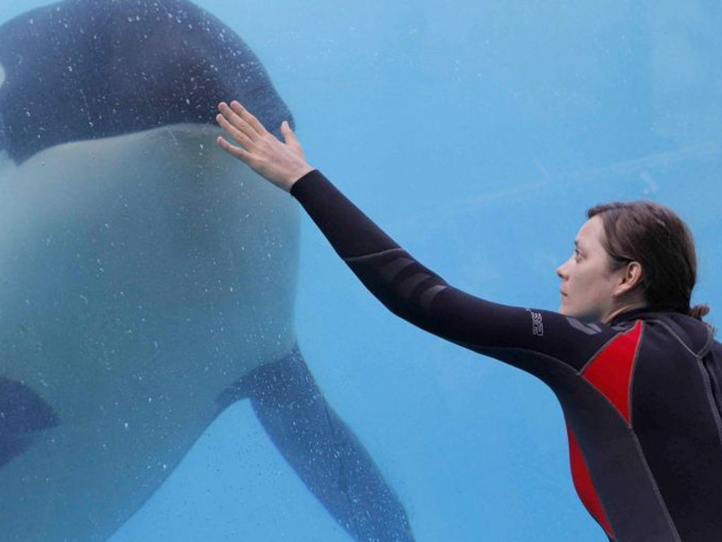 Marion Cotillard puts in a dazzling performance as a whale trainer in 'Rust and Bone'