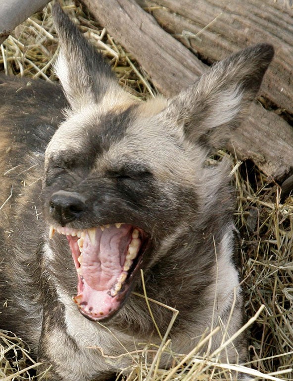 The dogs are about as big as medium-sized domestic dogs, 2 to 2.5 feet high and 17 to 36 kg, according to the zoo.